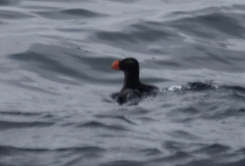 Tufted Puffin - ML127831521