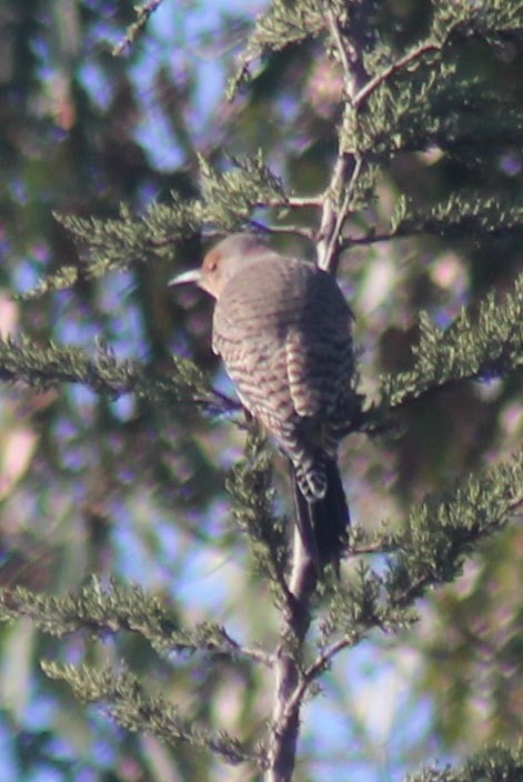 Northern Flicker (Yellow-shafted x Red-shafted) - ML127832231