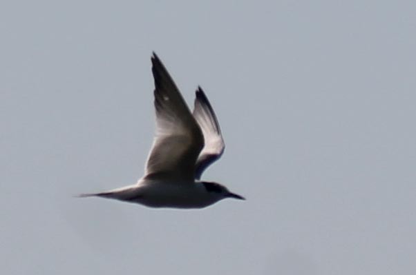 Common Tern - John Garrett