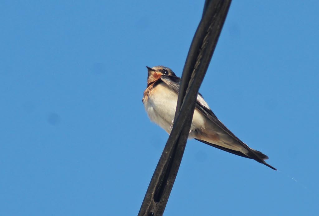 Barn Swallow (American) - ML127837171