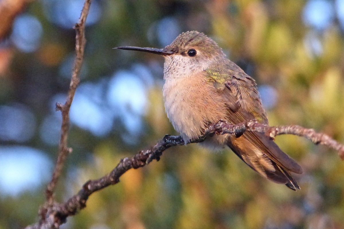 Broad-tailed Hummingbird - John Garrett