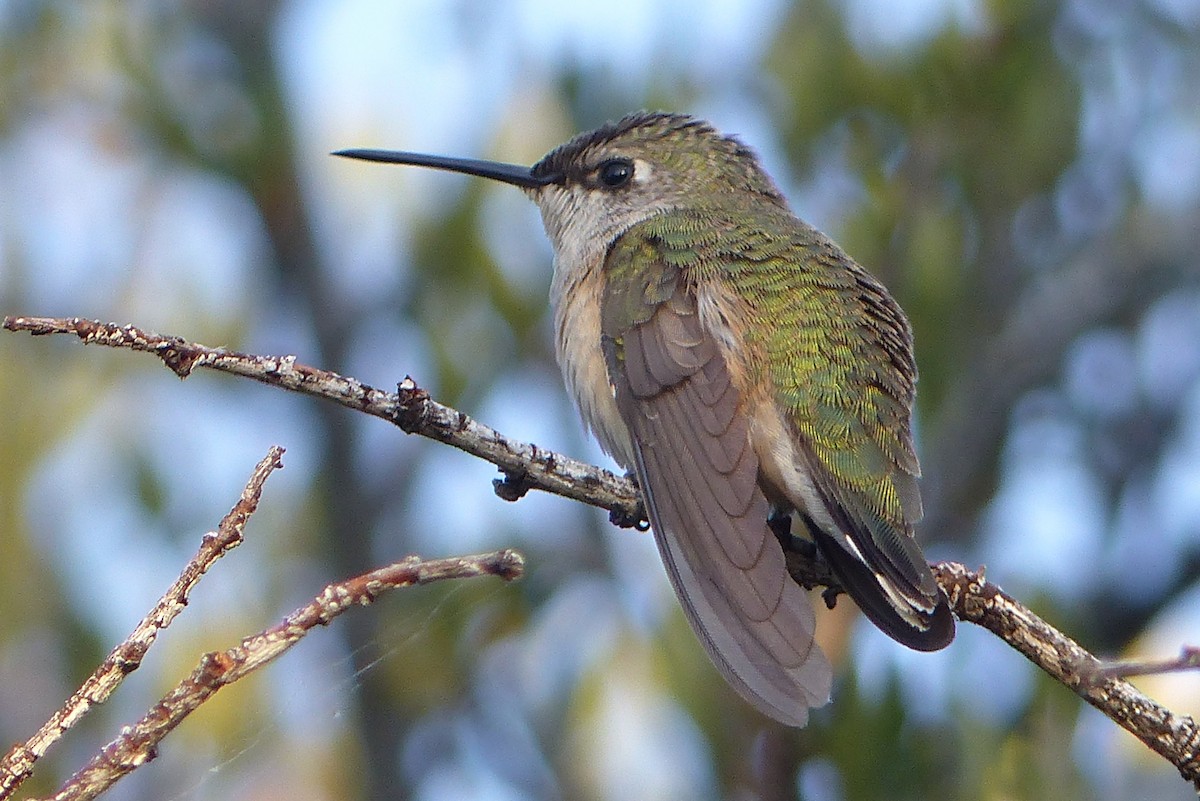 Calliope Hummingbird - John Garrett