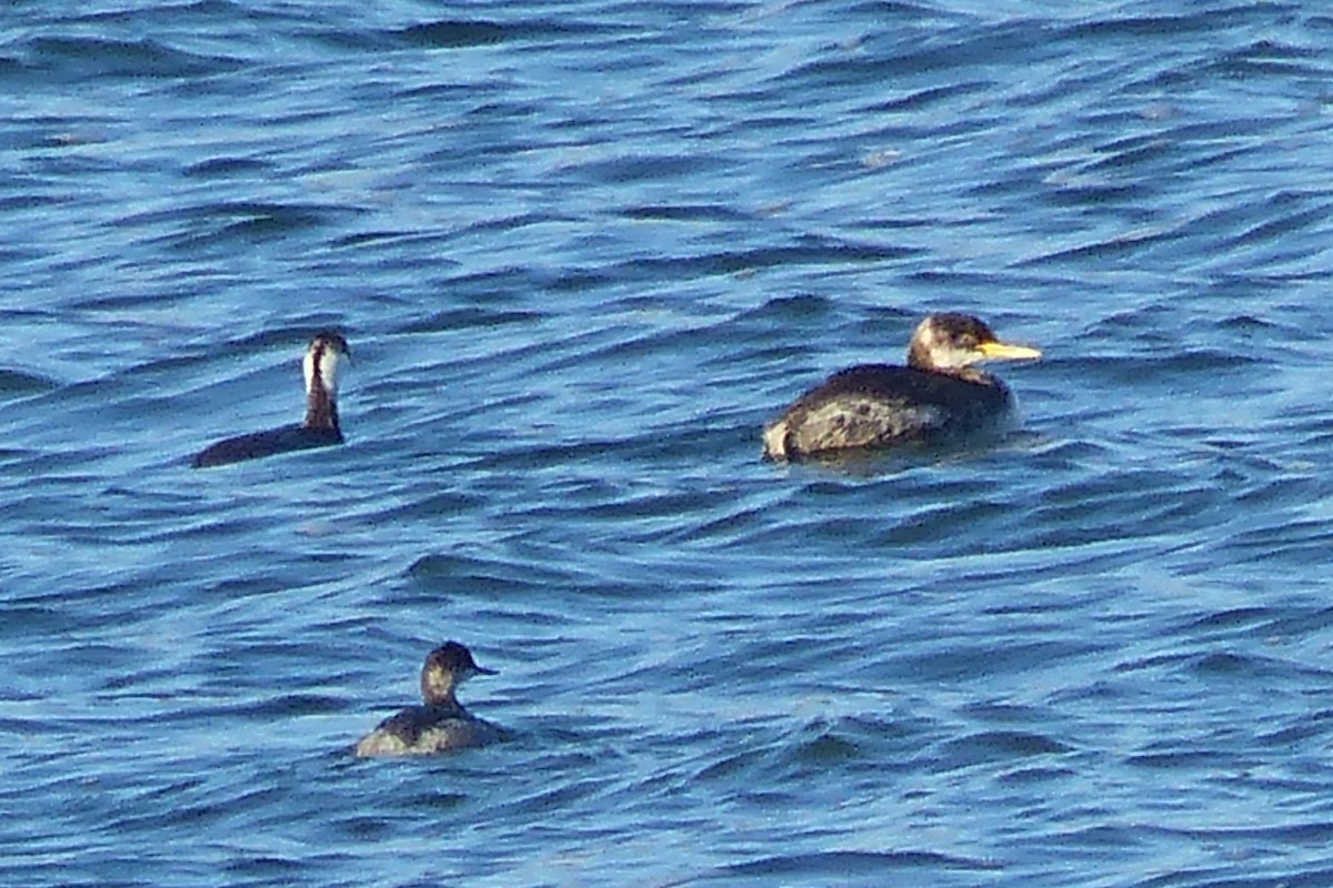 Red-necked Grebe - ML127839931
