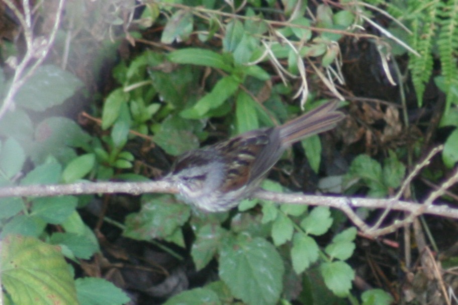 Swamp Sparrow - John Garrett