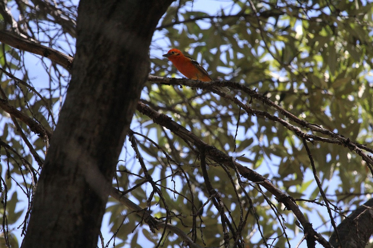 Flame-colored Tanager - Claire Miller
