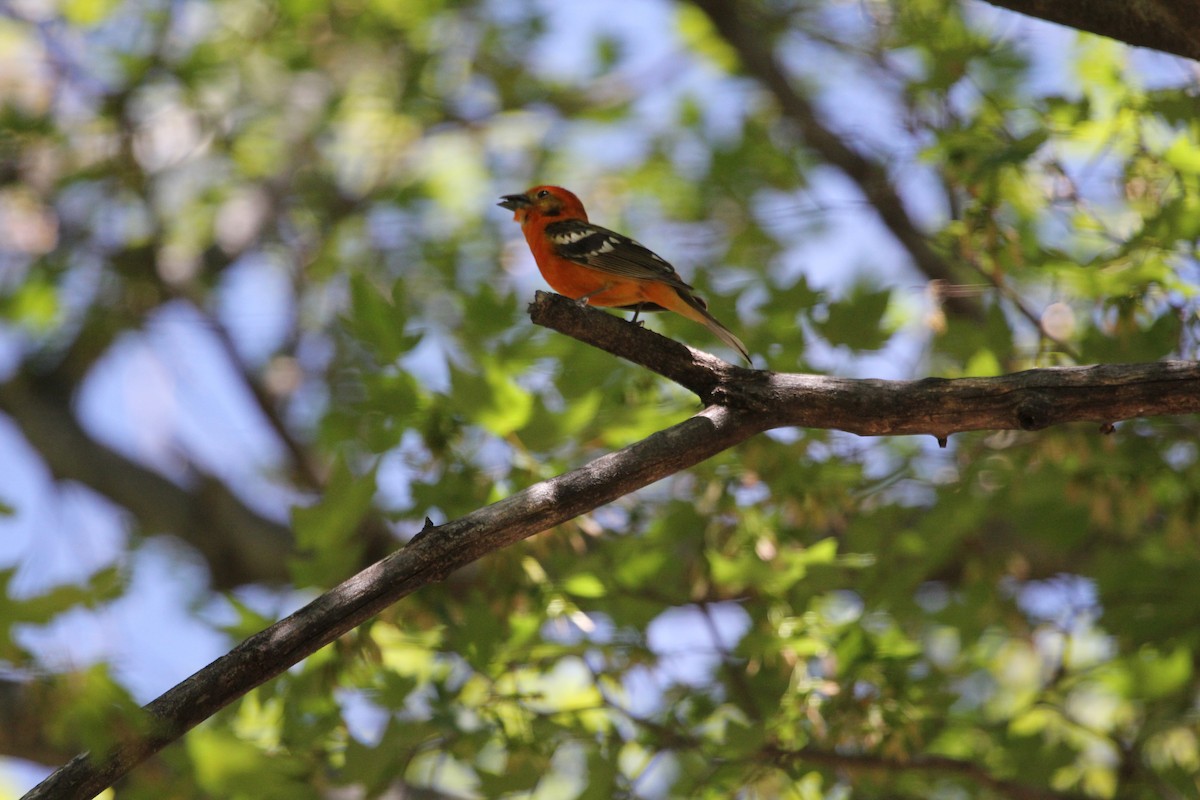 Flame-colored Tanager - Claire Miller