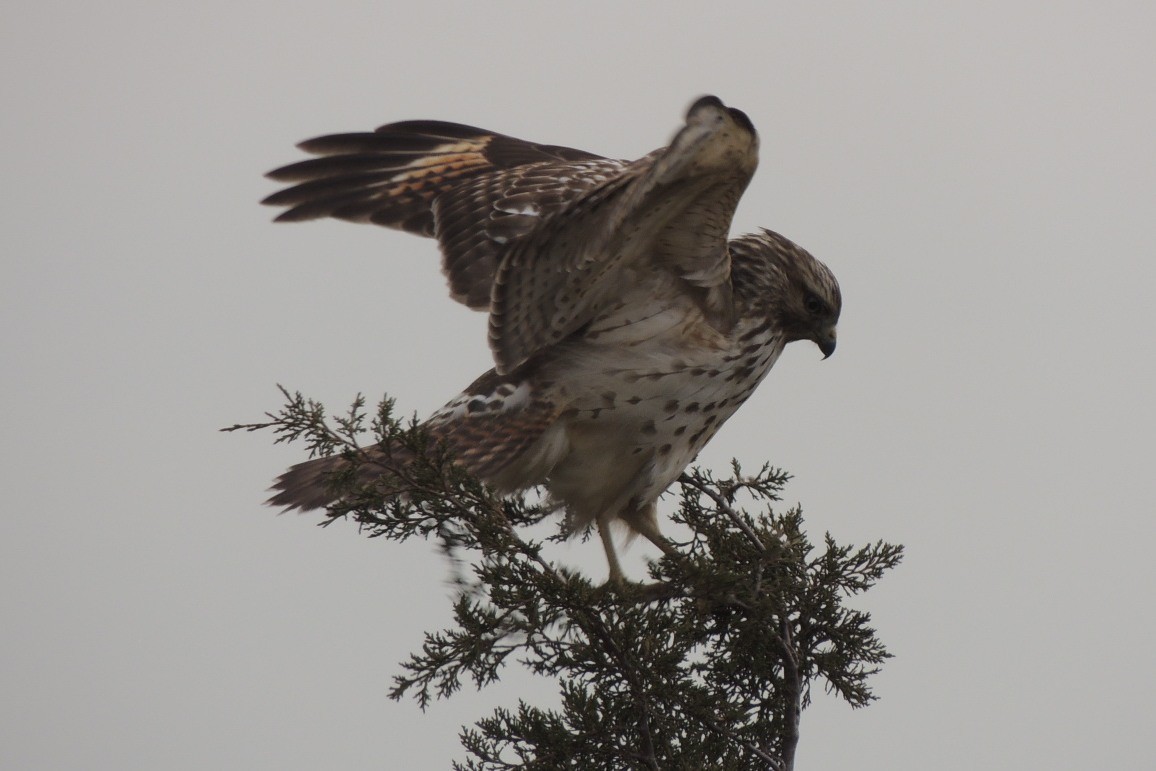 Red-tailed Hawk - James Harding