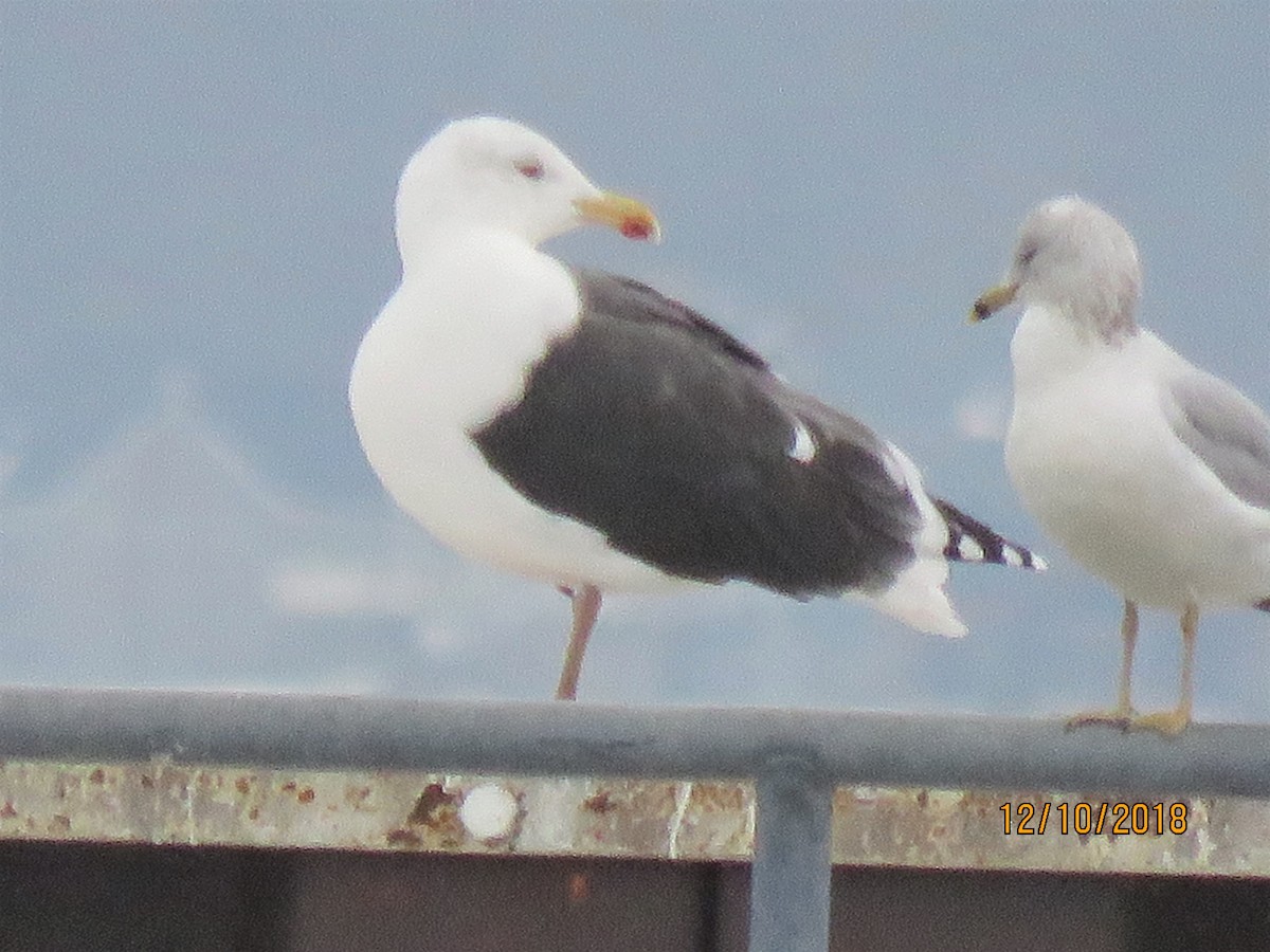 Great Black-backed Gull - dave chase