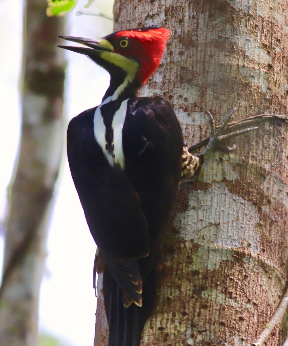 Crimson-crested Woodpecker - ML127851041