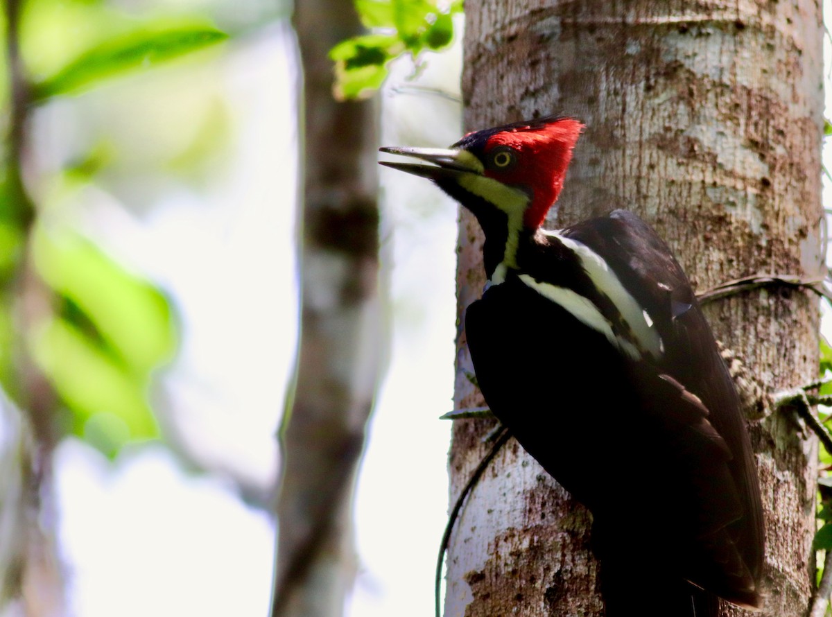 Crimson-crested Woodpecker - ML127851061