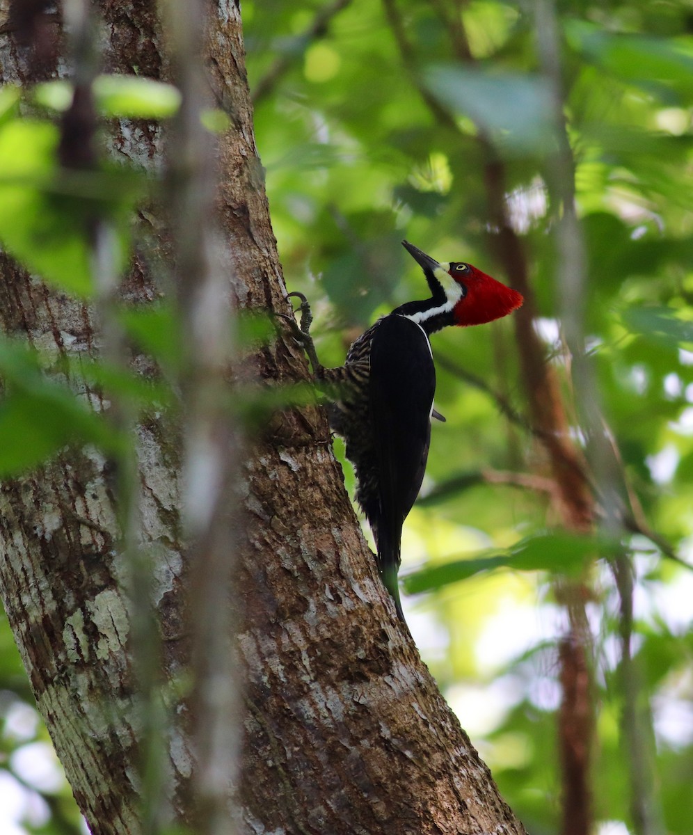 Crimson-crested Woodpecker - ML127851081