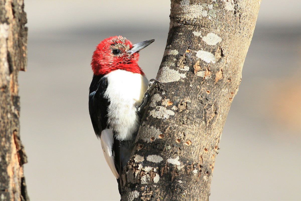 Red-headed Woodpecker - Timothy P. Jones