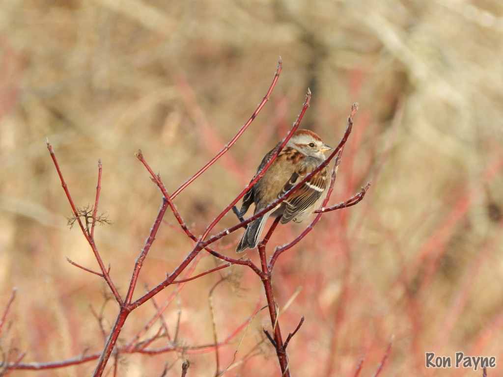 American Tree Sparrow - Ron Payne