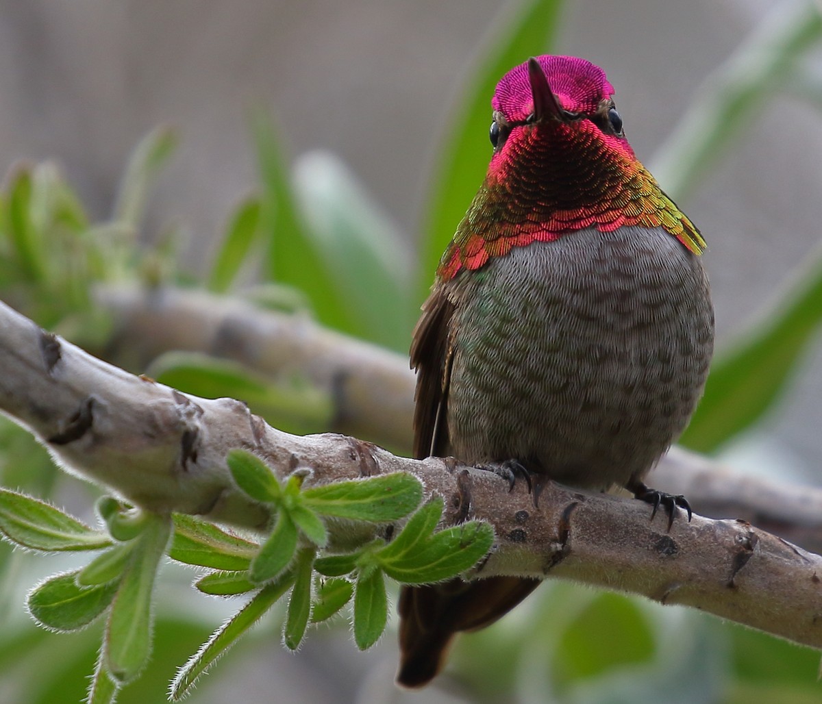 Anna's Hummingbird - ML127856381