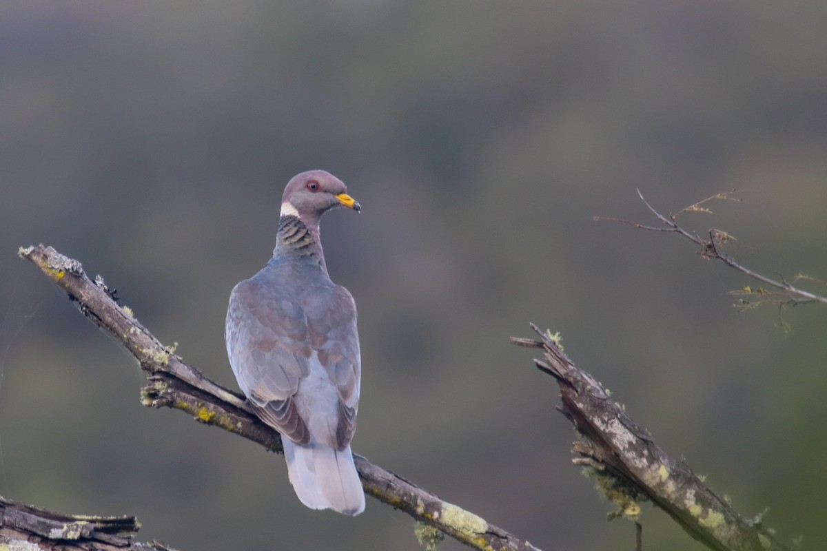Band-tailed Pigeon (Viosca's) - Gerardo Marrón