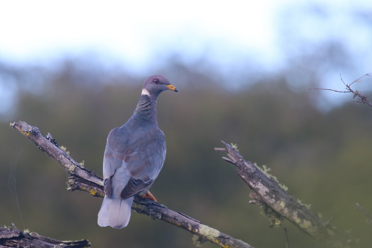 Band-tailed Pigeon (Viosca's) - ML127859591