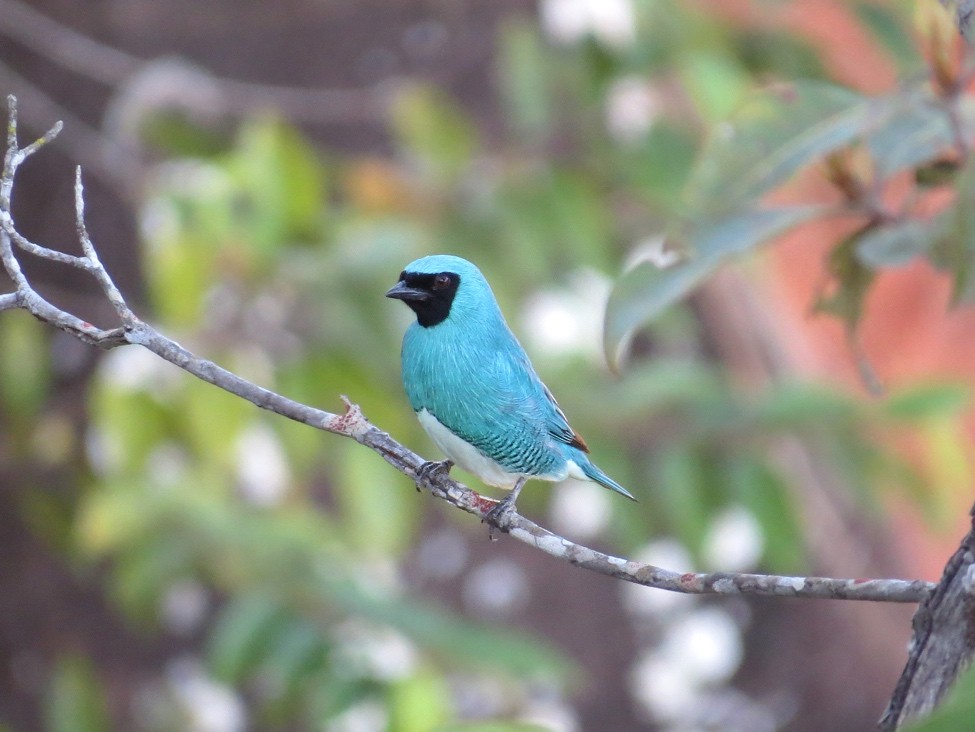 Swallow Tanager - ML127860811