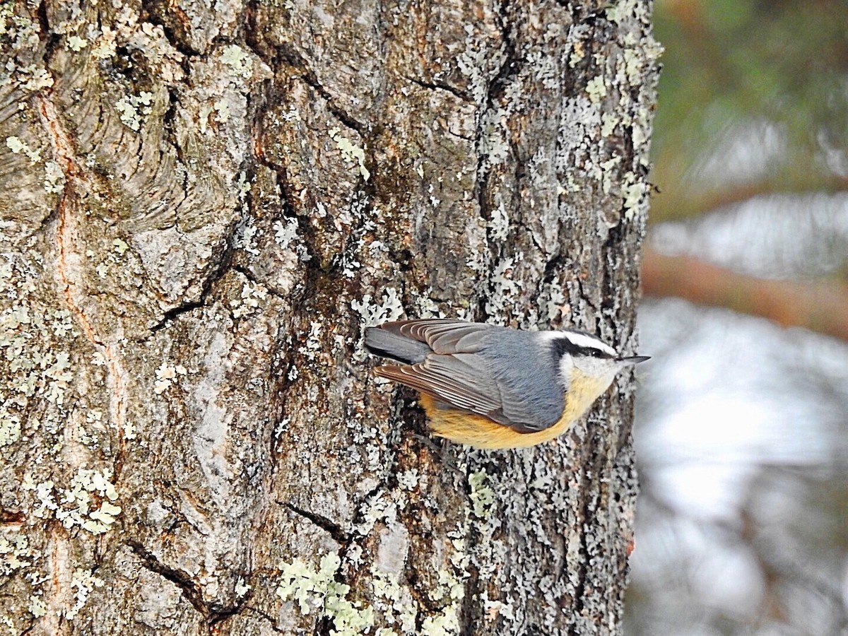 Red-breasted Nuthatch - ML127861311
