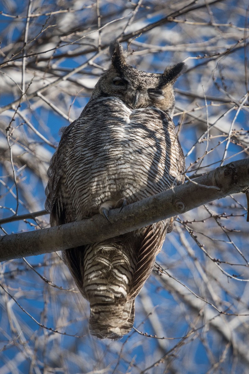 Great Horned Owl - Deb Ford