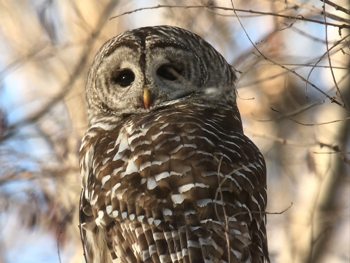 Barred Owl - Jean Carpentier