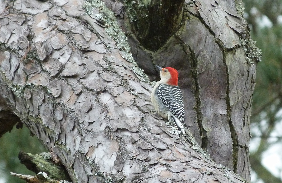 Red-bellied Woodpecker - Aubrey Kurtz