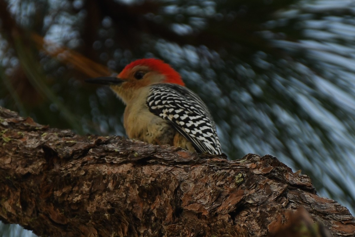 Red-bellied Woodpecker - Dawn Abbott