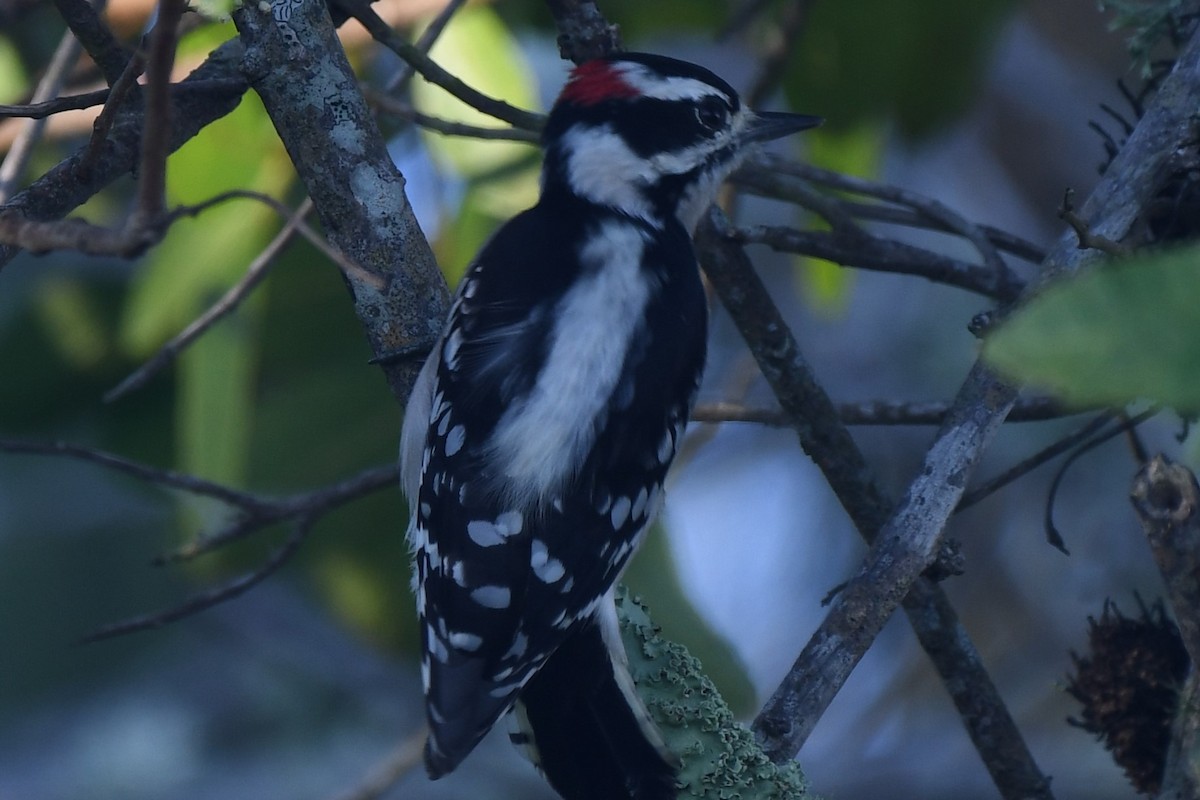 Downy Woodpecker - Dawn Abbott