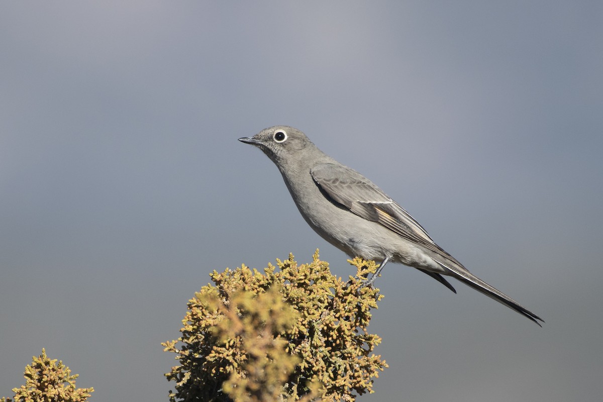 Townsend's Solitaire - ML127866951