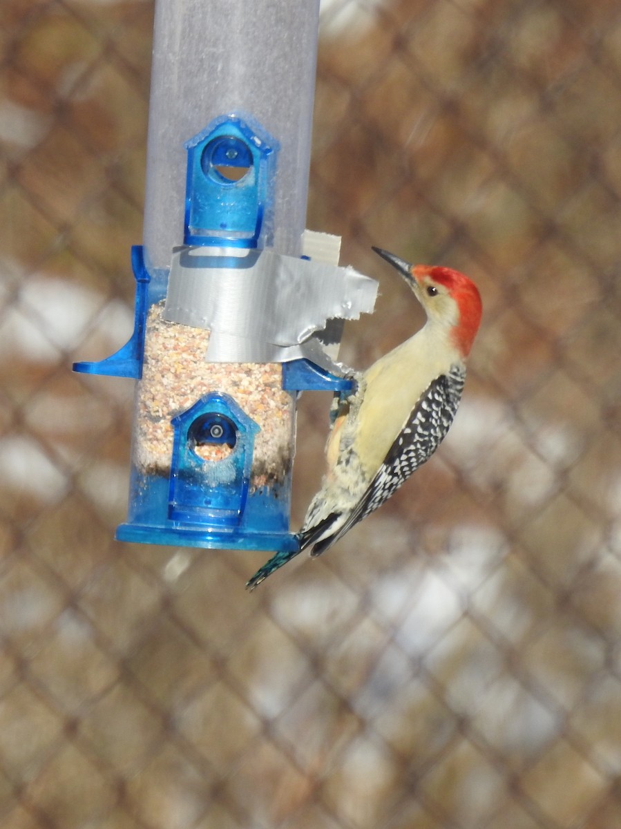 Red-bellied Woodpecker - Jean-Marc Emery