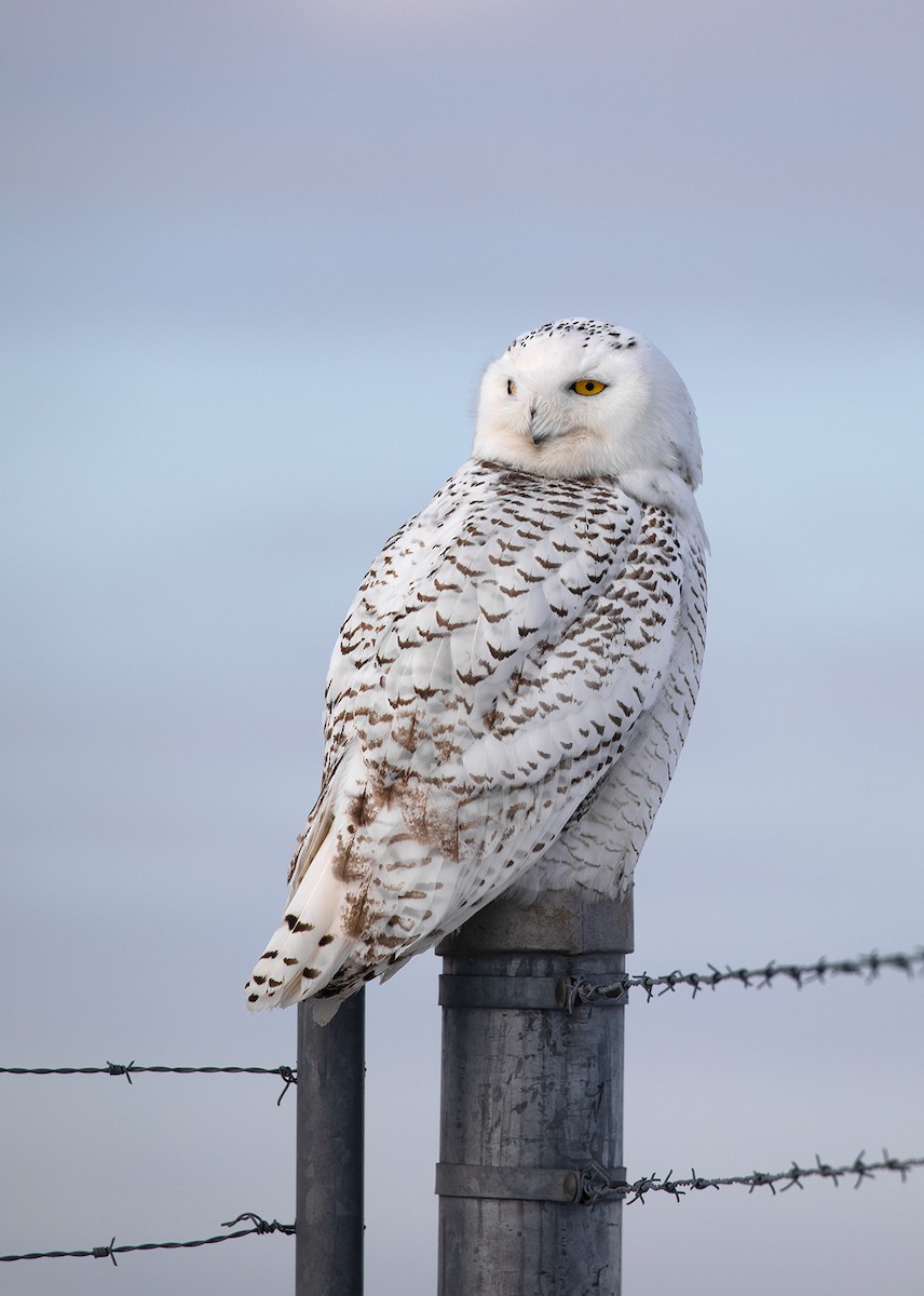 Snowy Owl - Suzanne Labbé