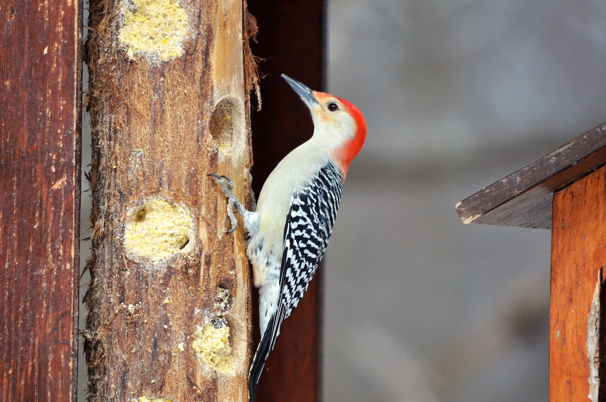 Red-bellied Woodpecker - Monique Maynard