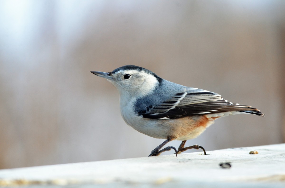 White-breasted Nuthatch - Monique Maynard