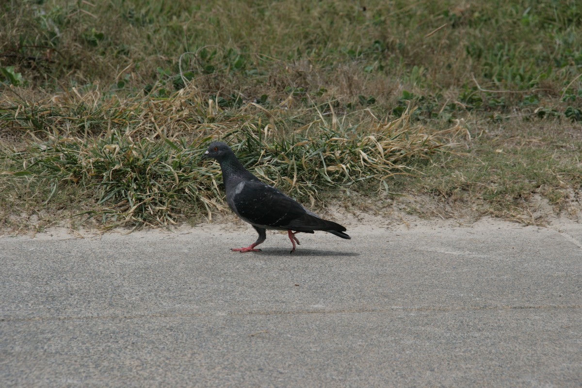 Rock Pigeon (Feral Pigeon) - ML127872581
