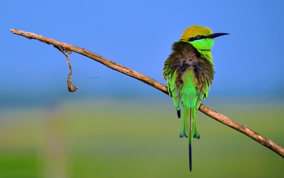 Asian Green Bee-eater - Souvik Das