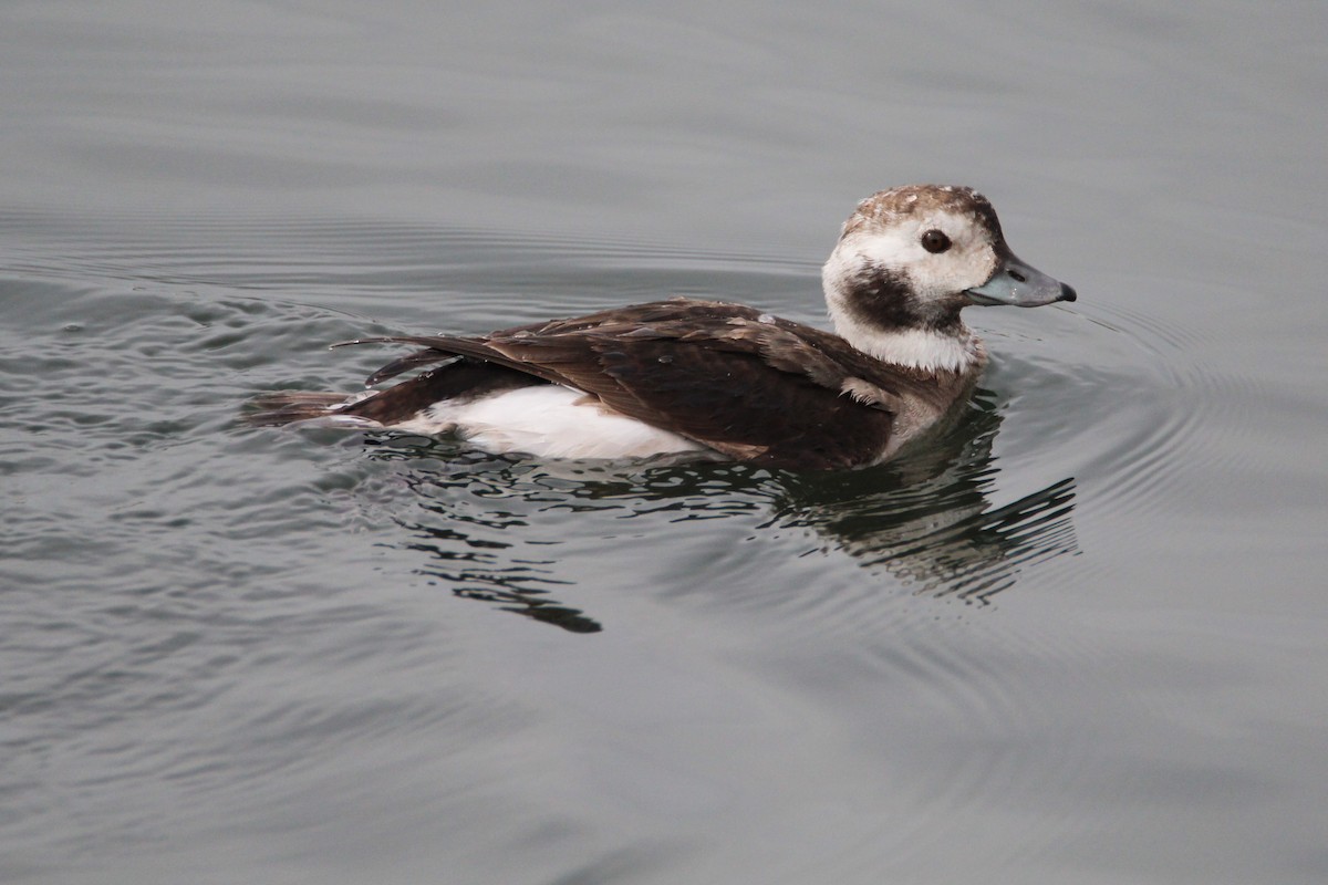 Long-tailed Duck - ML127876171