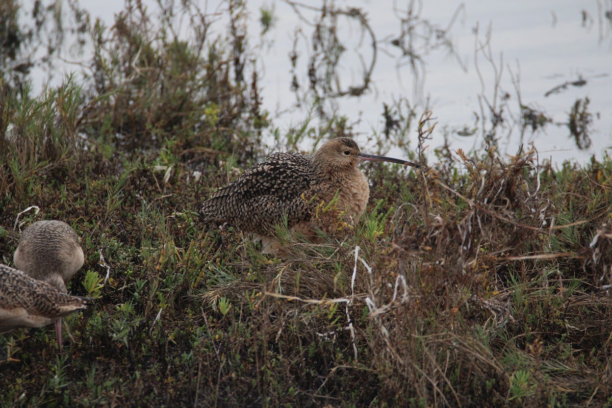 Long-billed Curlew - ML127876931