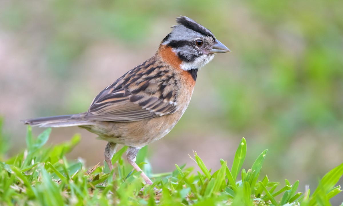 Rufous-collared Sparrow - Becky Matsubara