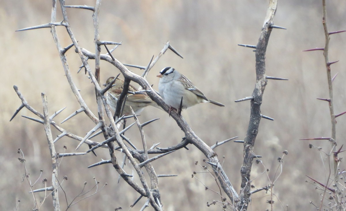 White-crowned Sparrow - ML127881631