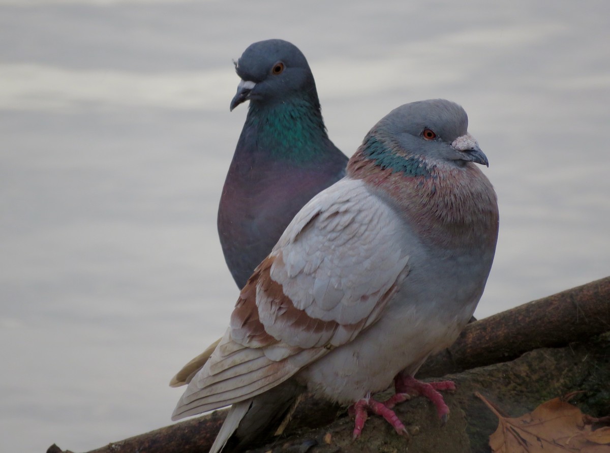 Rock Pigeon (Feral Pigeon) - ML127882111