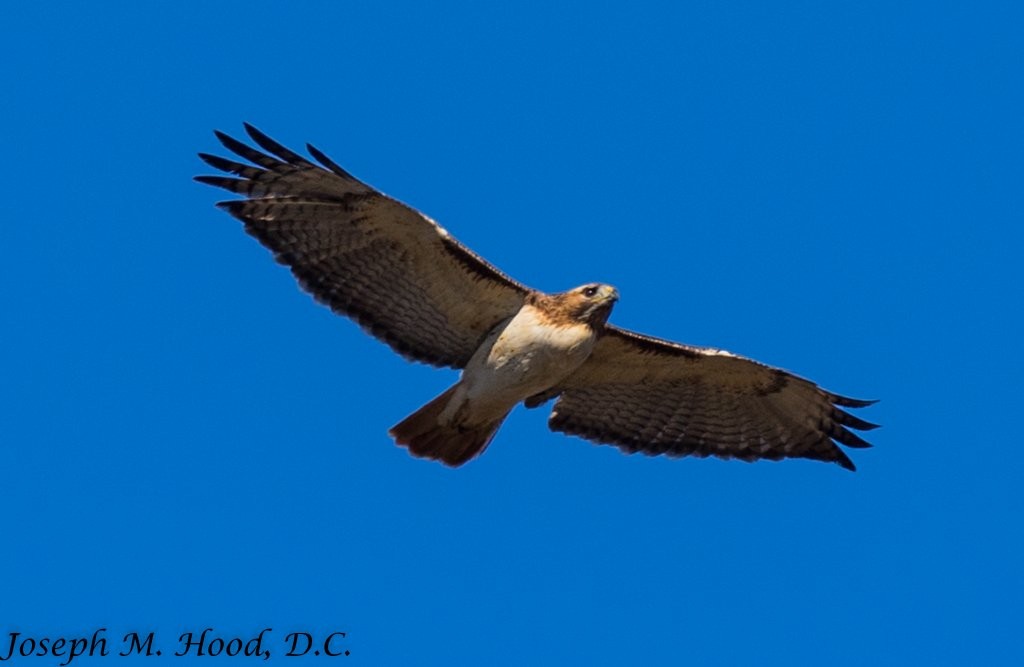 Red-tailed Hawk - Joseph Hood