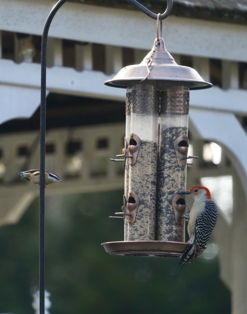 Red-bellied Woodpecker - Kristin Trouton