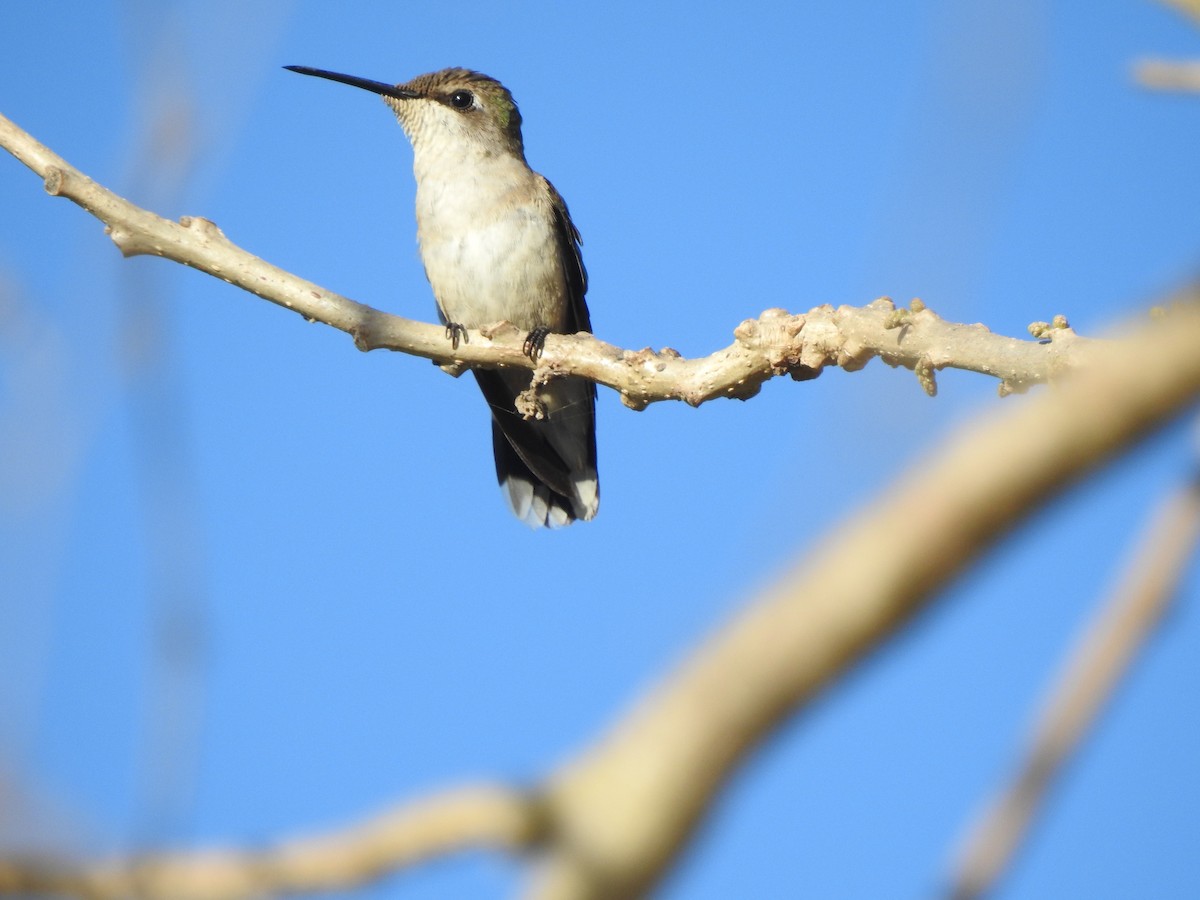 Ruby-throated Hummingbird - Edward Jordan