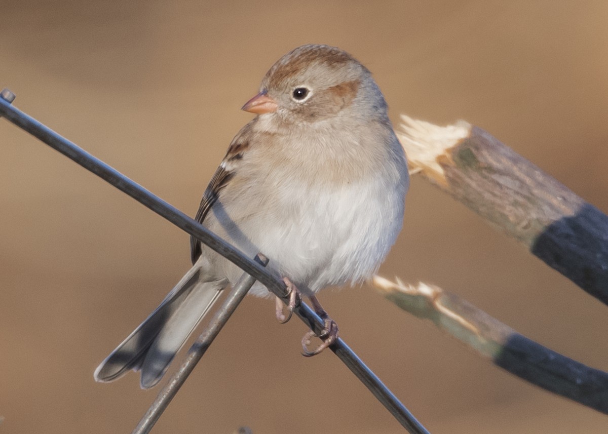 Field Sparrow - ML127887851