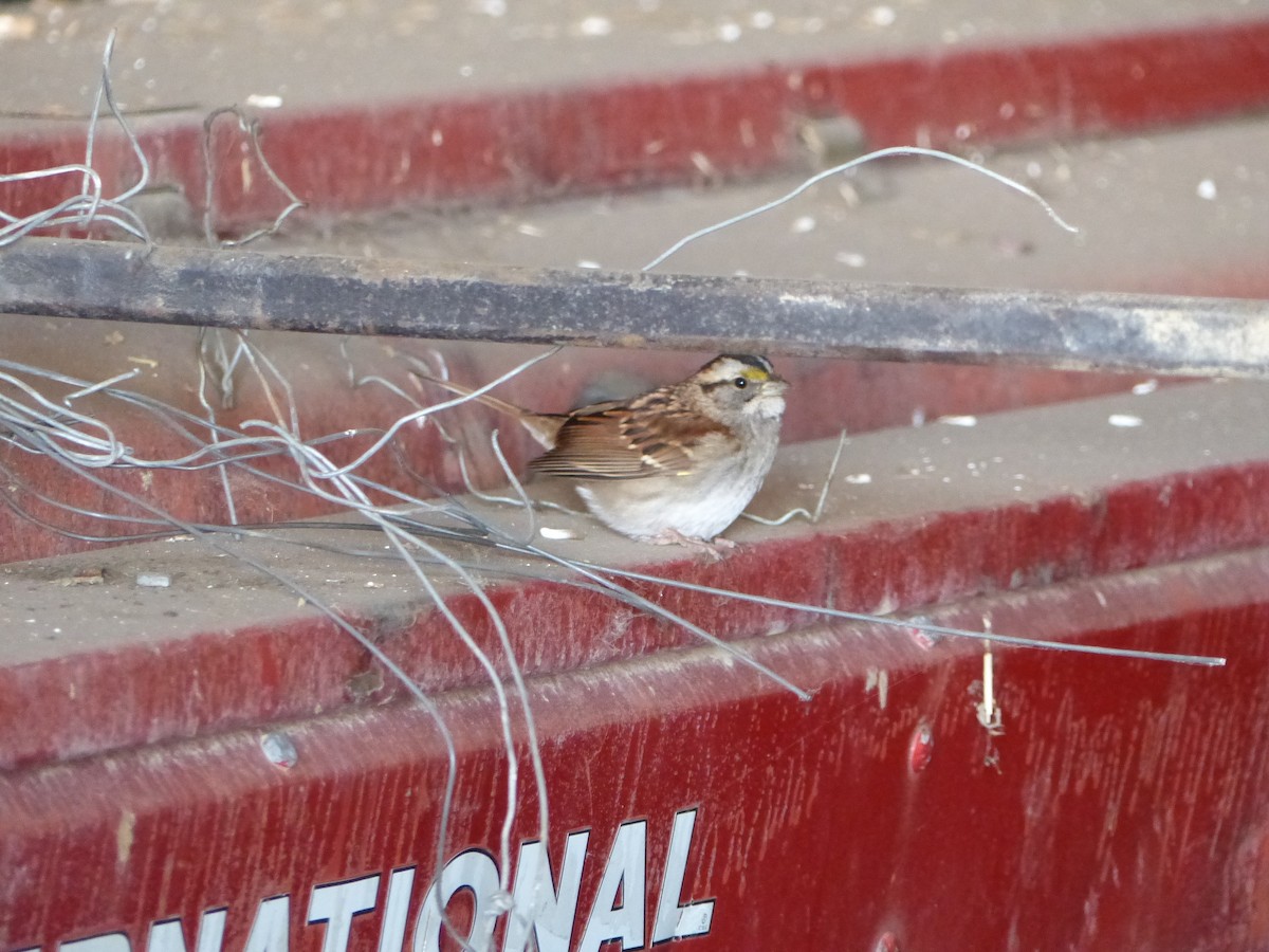 White-throated Sparrow - Réjean Deschênes
