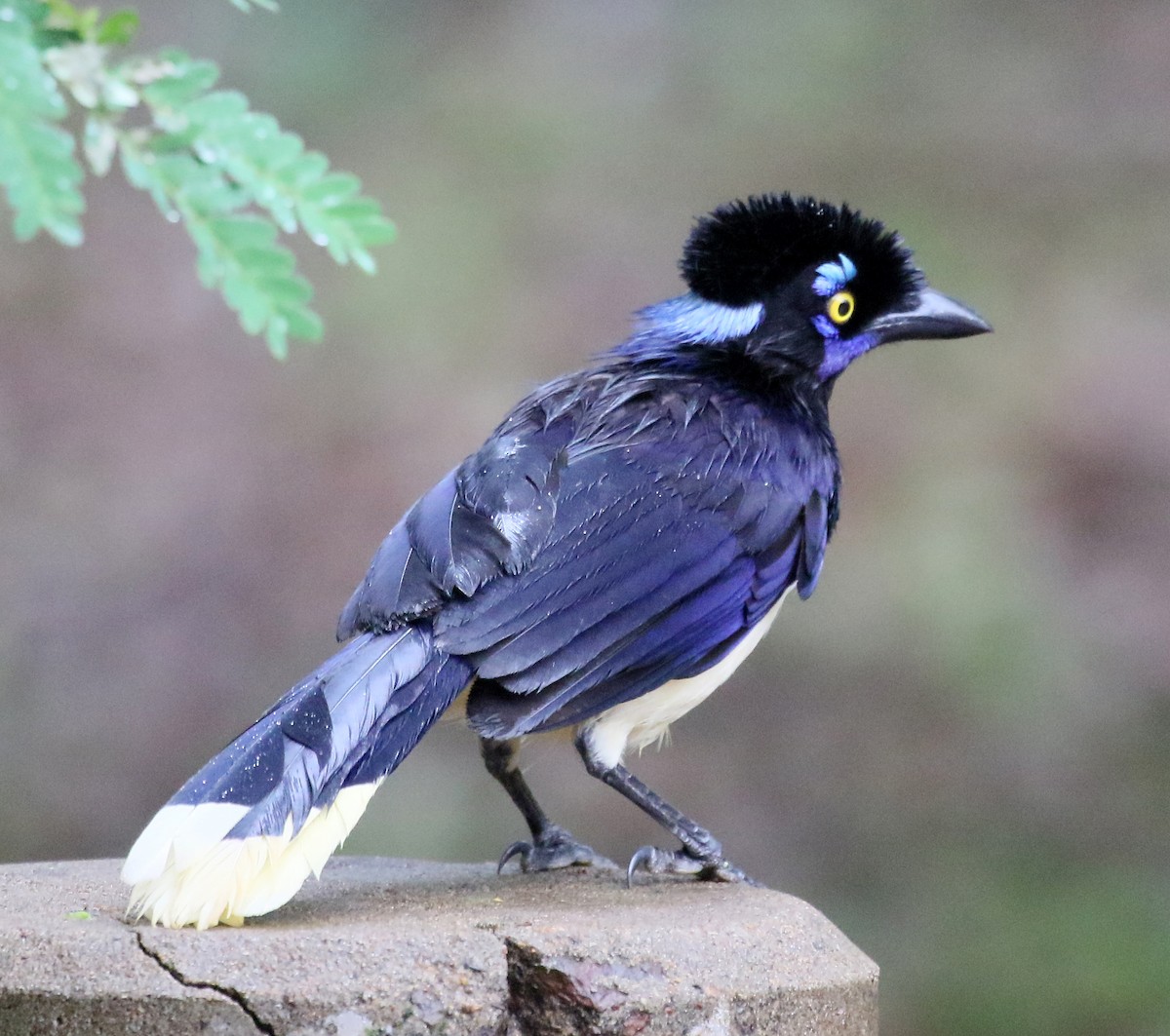 Plush-crested Jay - Charlotte Byers