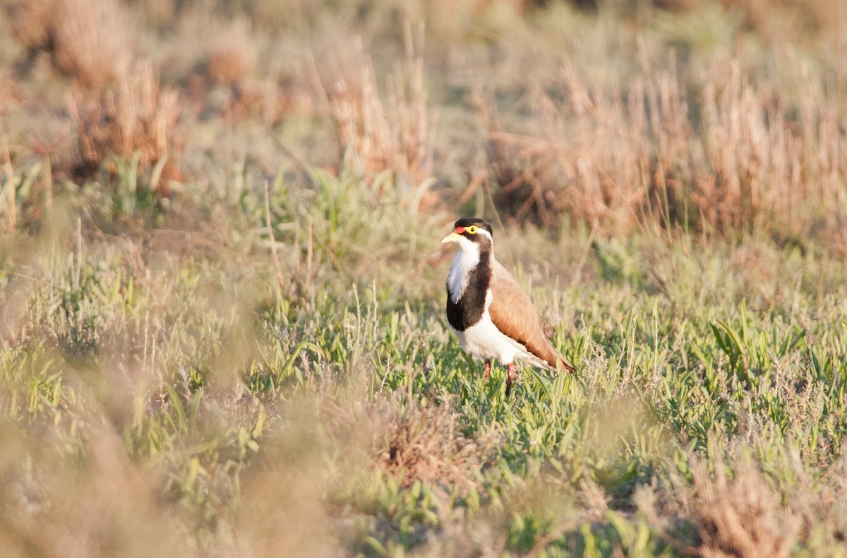 Banded Lapwing - ML127891711
