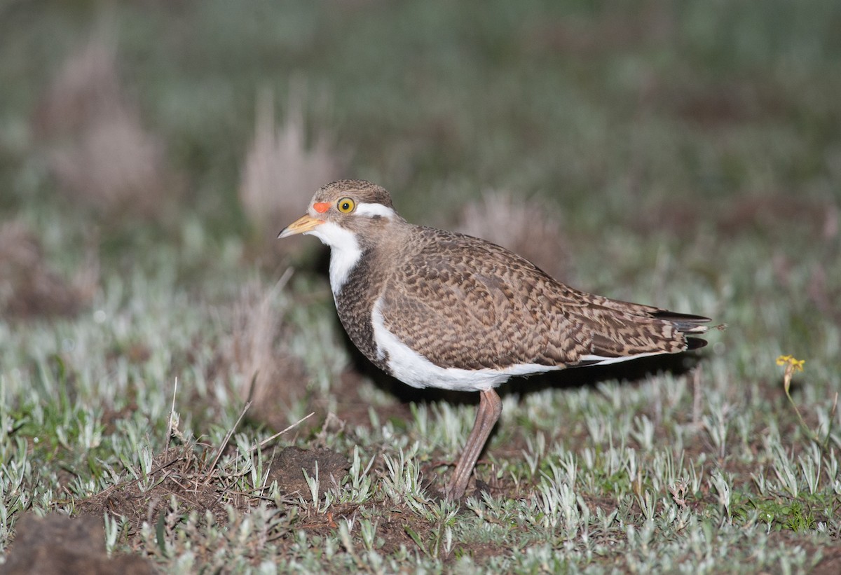 Banded Lapwing - ML127891771