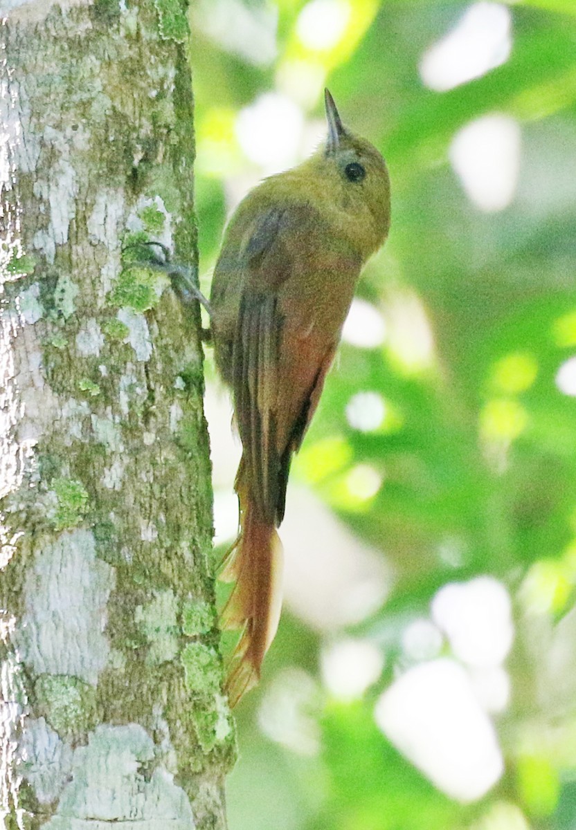 Olivaceous Woodcreeper - Charlotte Byers