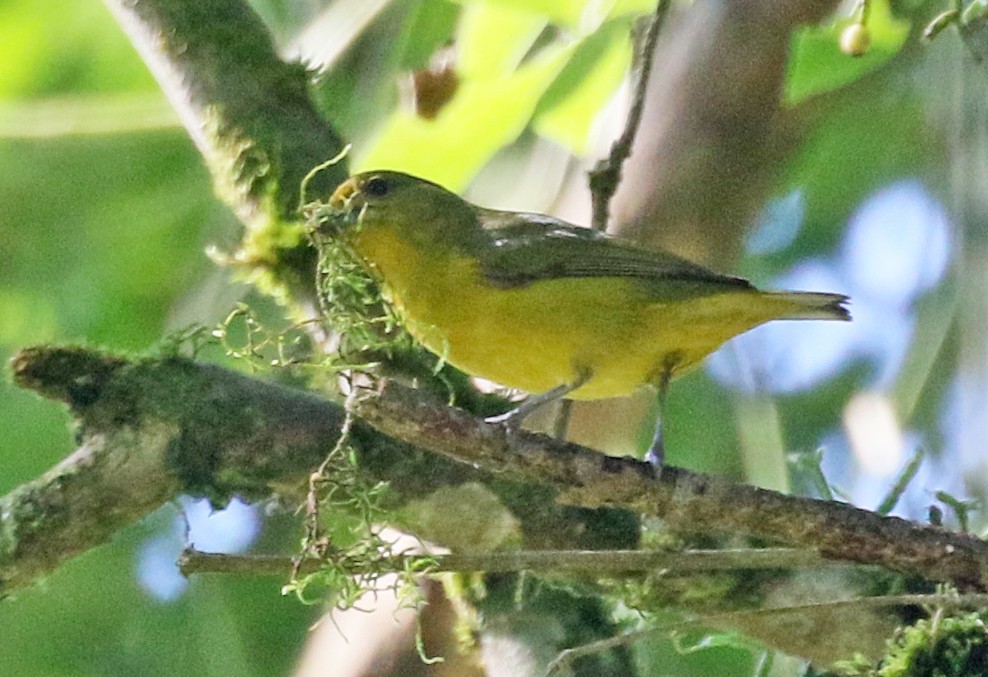 Violaceous Euphonia - Charlotte Byers