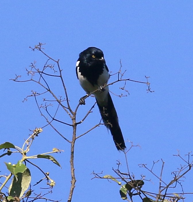Magpie Tanager - Charlotte Byers
